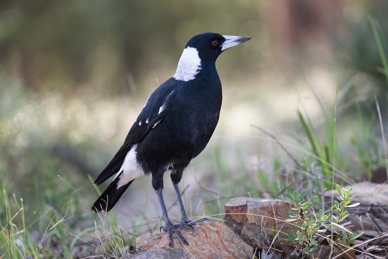 australian magpie, magpie, bird-7950027.jpg