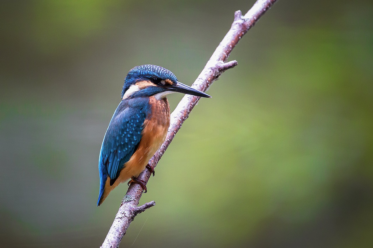 bird, kingfisher, kookaburra-5965265.jpg