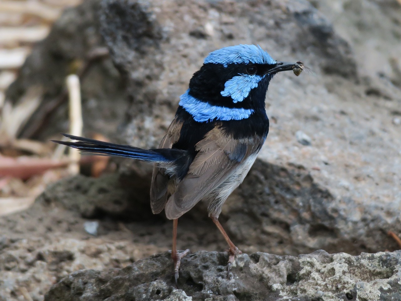 bird, wren, australia-2443654.jpg