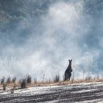 eastern grey kangaroo, australian, australia-5348449.jpg