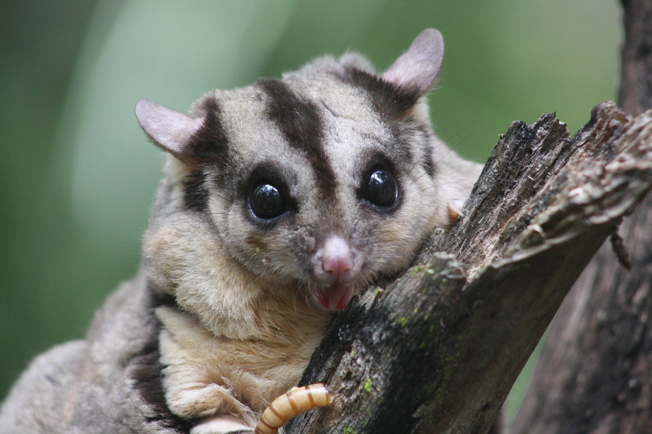 squirrel glider, marsupial, native-4850858.jpg