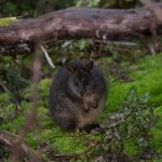 tasmanian pademelon, animal, wildlife-6566878.jpg