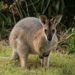 wallaby, rednecked wallaby, animal-4025772.jpg