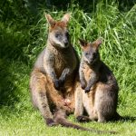 wallaby, swamp wallaby, joey-6525380.jpg