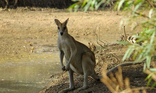 AGILE WALLABY Wildlife Mountain Australia AGILE WALLABY Wildlife Mountain Australia