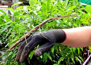 Stick Insects – Wildlife Mountain Australia